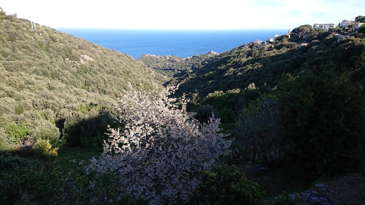 A Tana Di A Volpe Apartment Ville-di-Pietrabugno Bagian luar foto